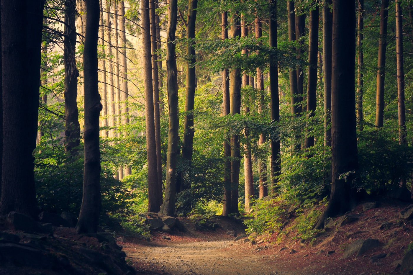 A path through a sunlit forest